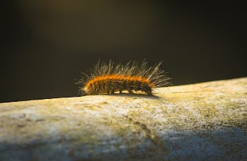 Photo Of Caterpillar