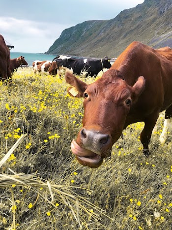 Photo of Cattle on Grass Field