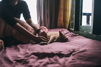 Photo of Cay Laying On Bed