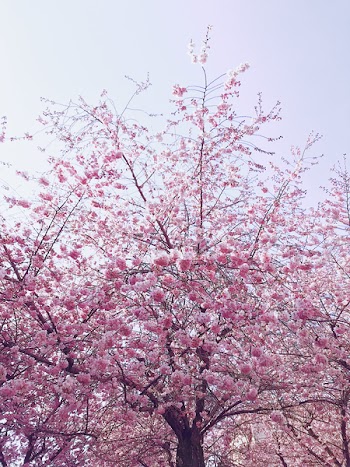 Photo of Cherry Blossom Tree