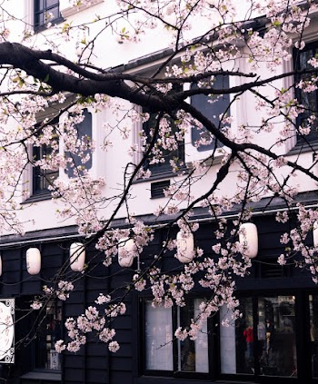 Photo of Cherry Blossom Tree in Front of a Building