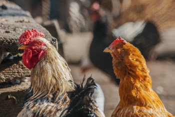 Photo of Chickens