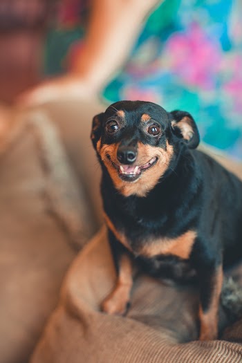Photo of Chihuahua