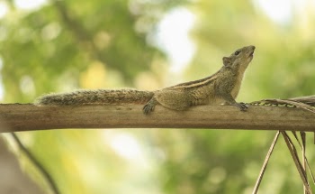 Photo of Chipmunk on Tree Branch