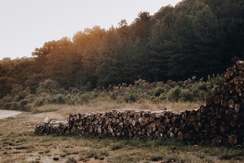 Photo of Chopped Wood