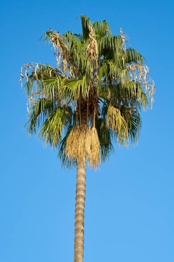 Photo of Coconut Tree During Daytime