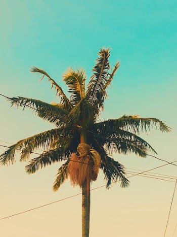 Photo Of Coconut Tree During Daytime