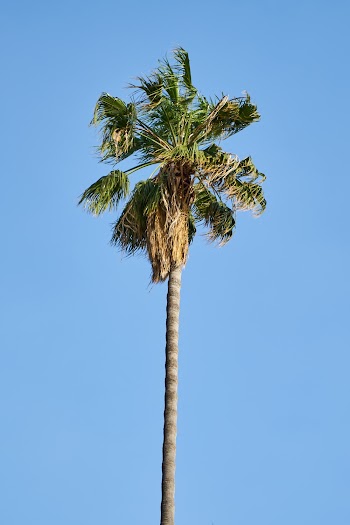 Photo of Coconut Tree During Daytime