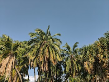 Photo of Coconut Trees