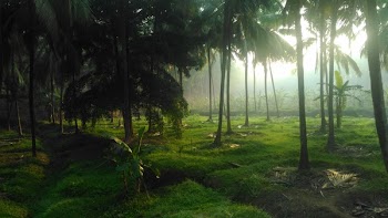 Photo Of Coconut Trees