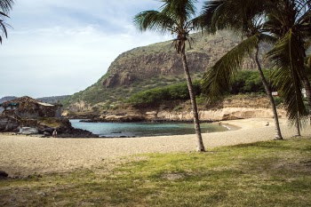 Photo of Coconut Trees Near Body of Water