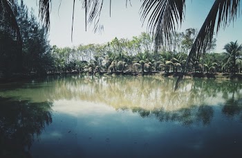 Photo of Coconut Trees Near Lake