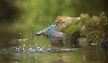 Photo of Common Kingfisher Flying Above River