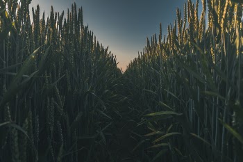 Photo of Corn Field