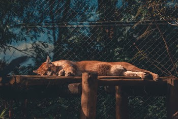 Photo of Cougar Sleeping