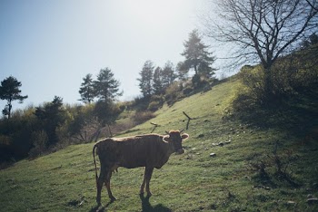 Photo of Cow On Mountain