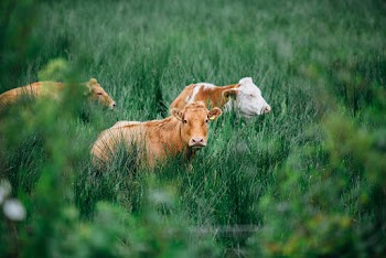 Photo of Cows in the Field