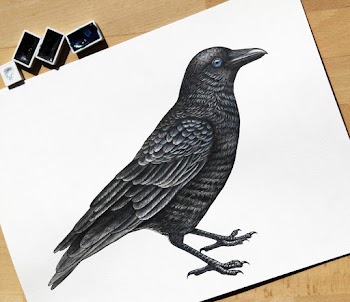 Photo Of Crow