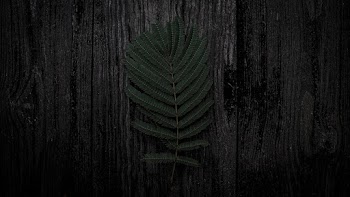 Photo of Dark Green Fern Leaves