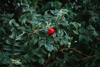 Photo of Dark Green Leaves