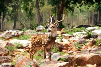 Photo of Deer on Boulders