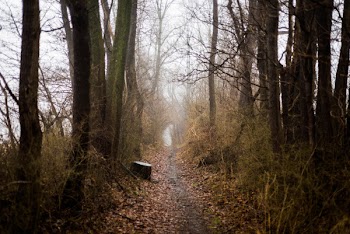 Photo of Dirt Pathway Between Trees