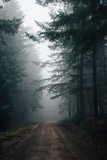 Photo of Dirt Road Between Green Trees