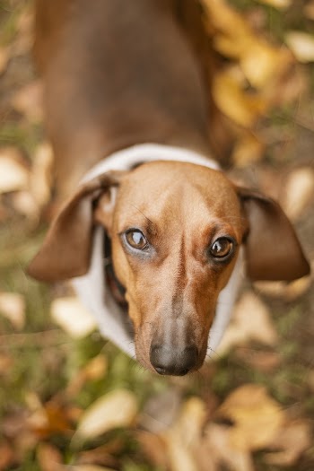 Photo Of Dog 
