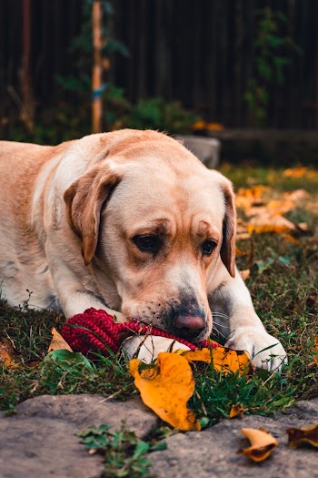 Photo of Dog Laying On Grass