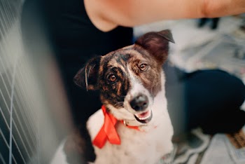 Photo of Dog Looking