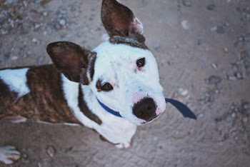 Photo of Dog Looking Upward Towards Camera