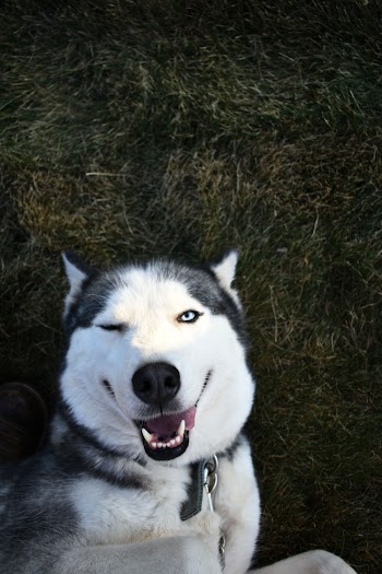Photo of Dog Lying Down on Grass