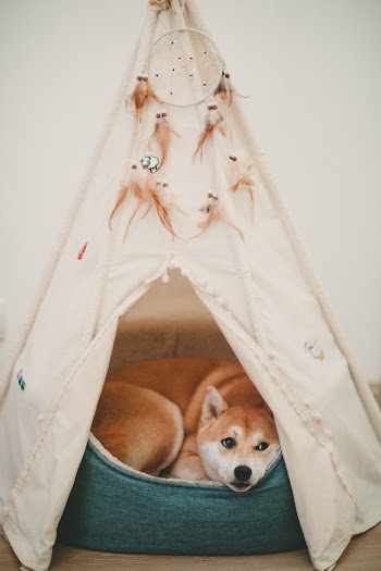 Photo of Dog Lying on Bed