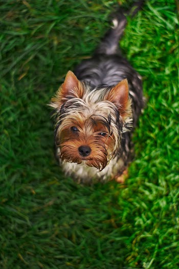 Photo Of Dog Lying On Ground