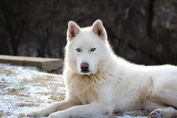 Photo of Dog Lying on Ground