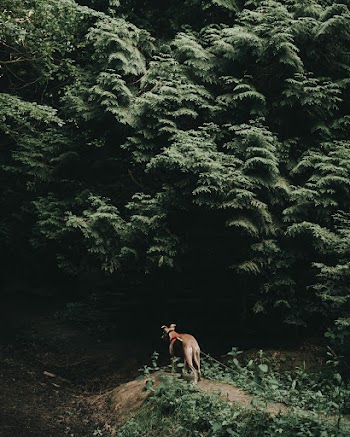 Photo  Of Dog Near Plants