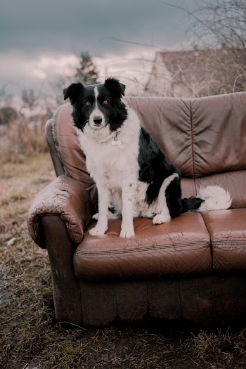 Photo of Dog on Couch