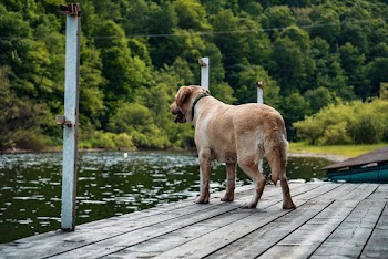 Photo of Dog on Dock