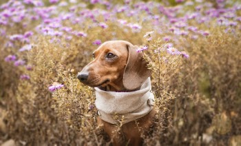 Photo Of Dog On Flower Field