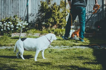 Photo Of Dog on Grass