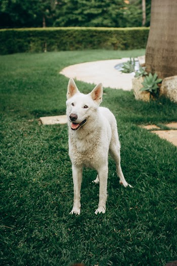 Photo of Dog On Grass