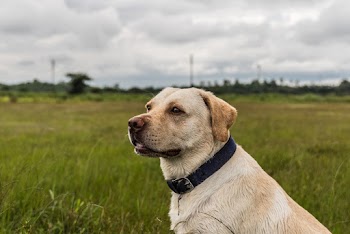 Photo Of Dog On Grass