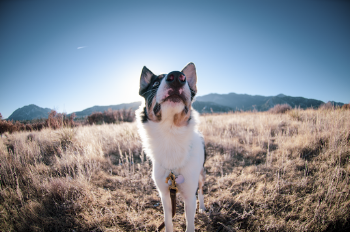 Photo of Dog on Grass Field