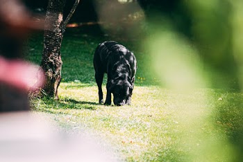 Photo of Dog on Grass Field