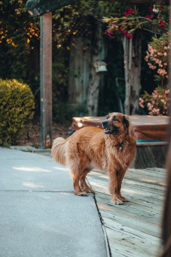 Photo of Dog on Pavement