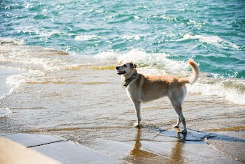 Photo of Dog on Seashore