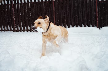 Photo of Dog On Snow