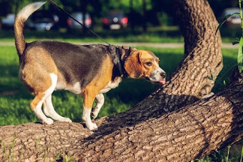 Photo of Dog on Tree Trunk