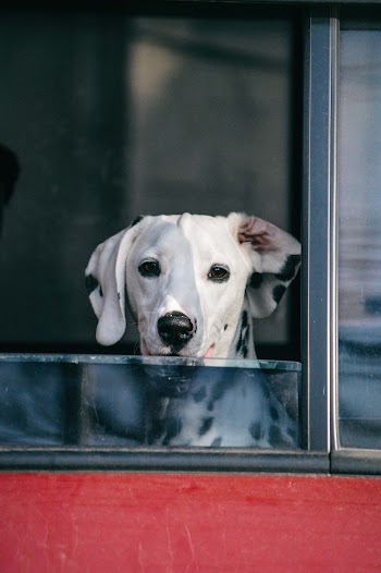 Photo of Dog Peeking on Vehicle Window