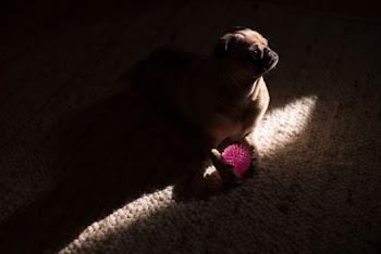 Photo Of Dog Playing With Ball
